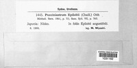 Pucciniastrum epilobii image